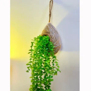 বাবুই পাখির বাসা এবং মানিপ্লান্ট লতার ঝাড় কম্ব ০৩